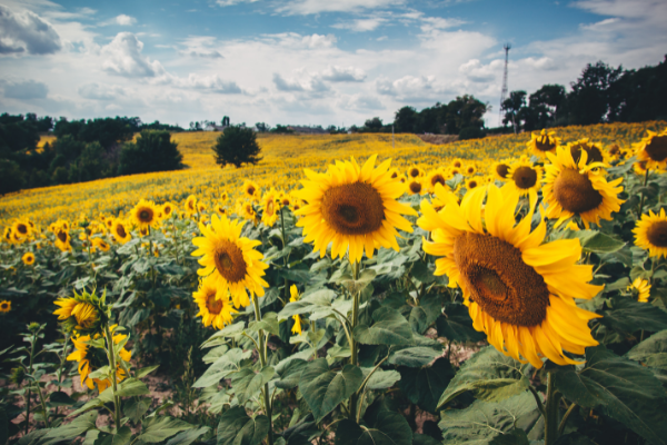 a field of yellow sunflowers in Ukraine